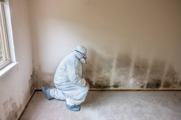 Eastmont, WA Mold Inspection, Removal & Remediation Company